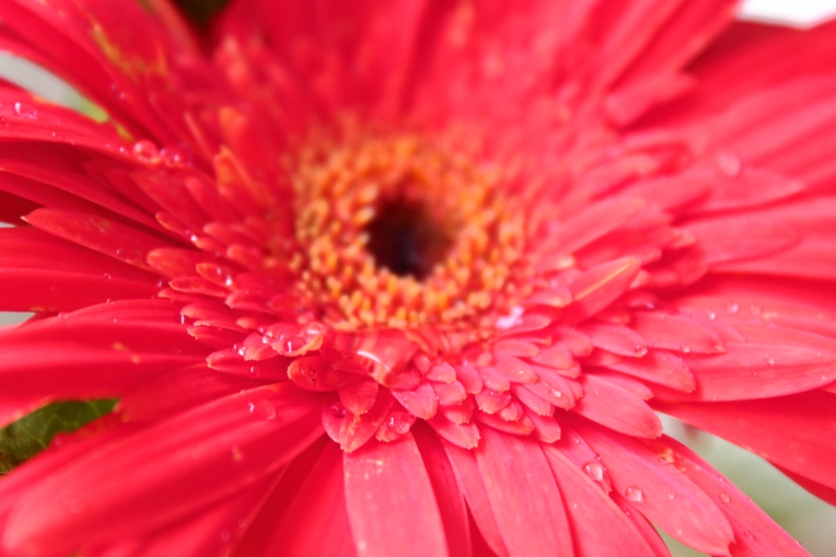 pink_daisy